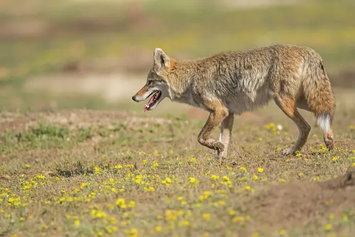 Framed Print : Coyote (Canis latrans) Hunting in a prairie dog colony, Theodore Roosevelt NP (South Unit), North Dakota, USA Framed Print : Coyote (Canis latrans) Hunting in a prairie dog colony, Theodore Roosevelt NP (South Unit), North Dakota, USA
