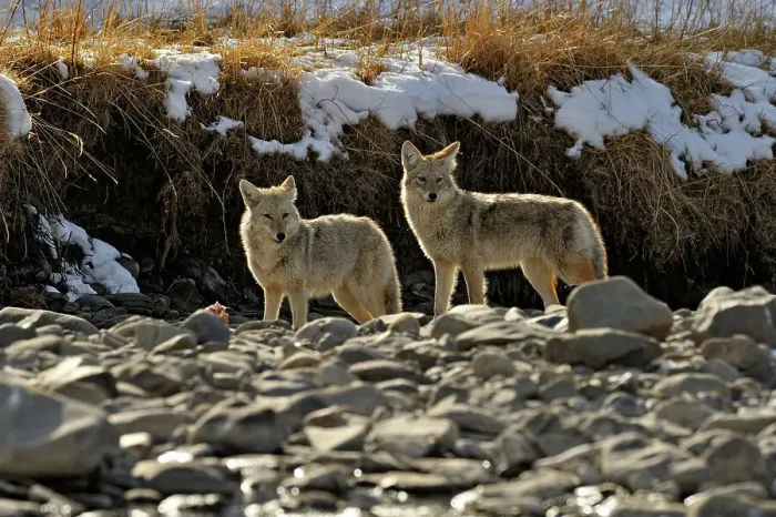 Framed Print : Coyote (Canis latrans) Investigating remains of wolf kill in Gardner River bed, Yellowstone NP, Wyoming, USA Framed Print : Coyote (Canis latrans) Investigating remains of wolf kill in Gardner River bed, Yellowstone NP, Wyoming, USA