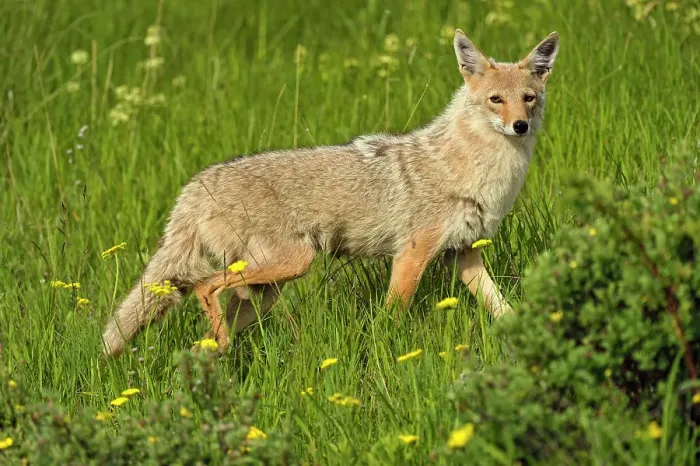 Framed Print : Coyote (Canis latrans) Trotting through flower meadow, Glacier National Park, Montana, USA Framed Print : Coyote (Canis latrans) Trotting through flower meadow, Glacier National Park, Montana, USA