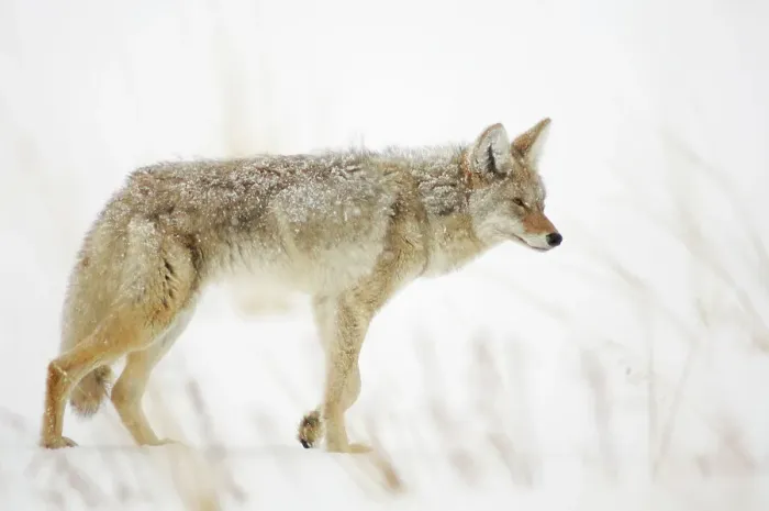 Framed Print : Coyote (Canis latrans) in winter habitat, Yellowstone NP, Wyoming, USA Framed Print : Coyote (Canis latrans) in winter habitat, Yellowstone NP, Wyoming, USA