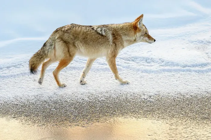Framed Print : Coyote (Canis latrans), Yellowstone National Park, Wyoming, USA Framed Print : Coyote (Canis latrans), Yellowstone National Park, Wyoming, USA