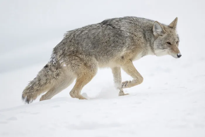 Framed Print : Coyote walking in snow, Yellowstone National Park, Wyoming, USA