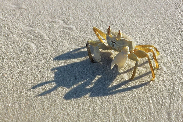 Crab - Maldives, Baa Atoll, Kunfunadhoo - Soneva Fushi