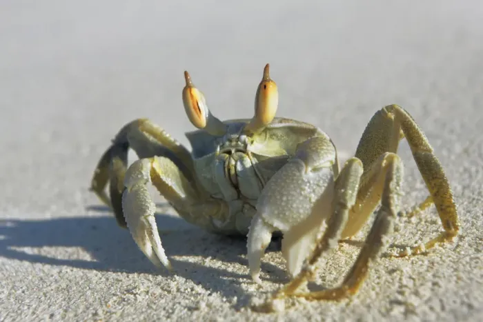 Framed Print : Crab - Maldives, Baa Atoll, Kunfunadhoo - Soneva Fushi