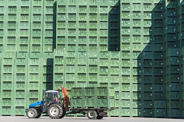 Crates of apples stacked in the outdoor warehouse before processing, Valtellina