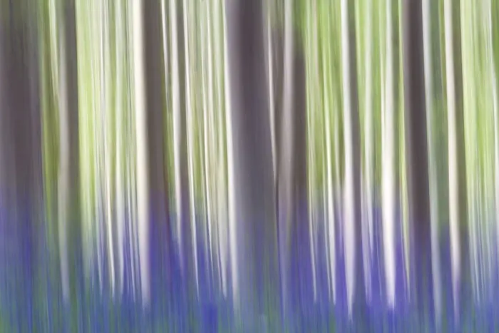 Framed Print : A creative vision of tress at Hallerbos forest, Belgium, Europe