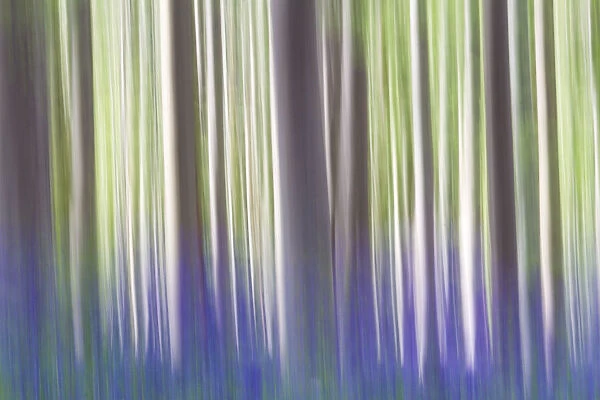 A creative vision of tress at Hallerbos forest, Belgium, Europe