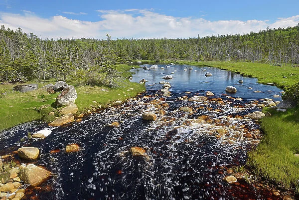 Creek and boreal forest Near Tor Bay, Nova Scotia, Canada
