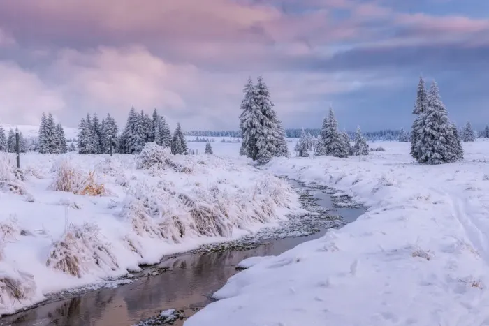 Framed Print : creek in the peat bog in the Bohemian Ore Mountains in winter, Erzgebirge, Bozi Dar Framed Print : creek in the peat bog in the Bohemian Ore Mountains in winter, Erzgebirge, Bozi Dar