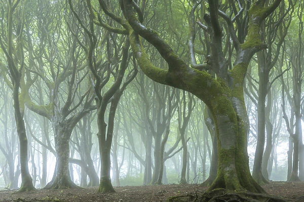 Creepy trees in a misty wood, Cornwall, England. Summer (July) 2020