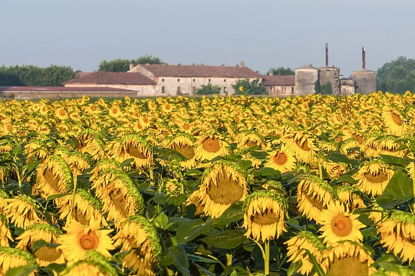 Cremona, Lombardy, Italy. Sunflowers in the countryside