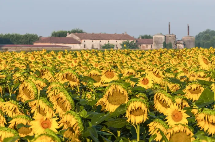 Framed Print : Cremona, Lombardy, Italy. Sunflowers in the countryside Framed Print : Cremona, Lombardy, Italy. Sunflowers in the countryside