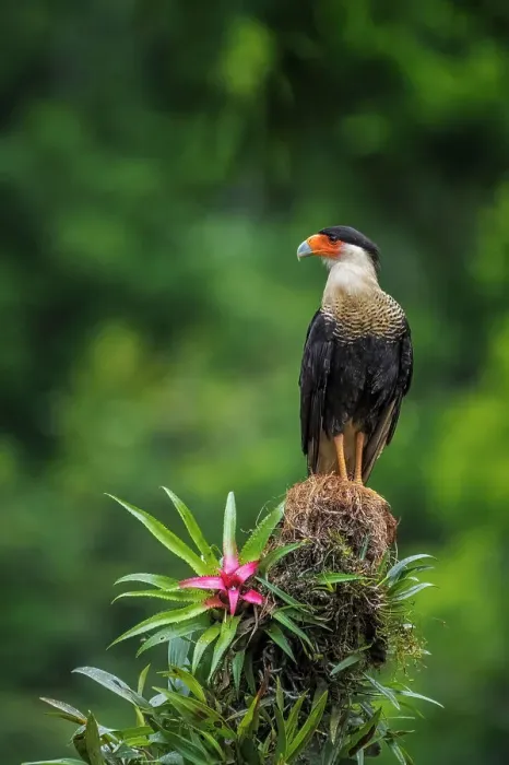 Framed Print : Crested Caracara (Caracara plancus), Boca Tapada, Costa Rica