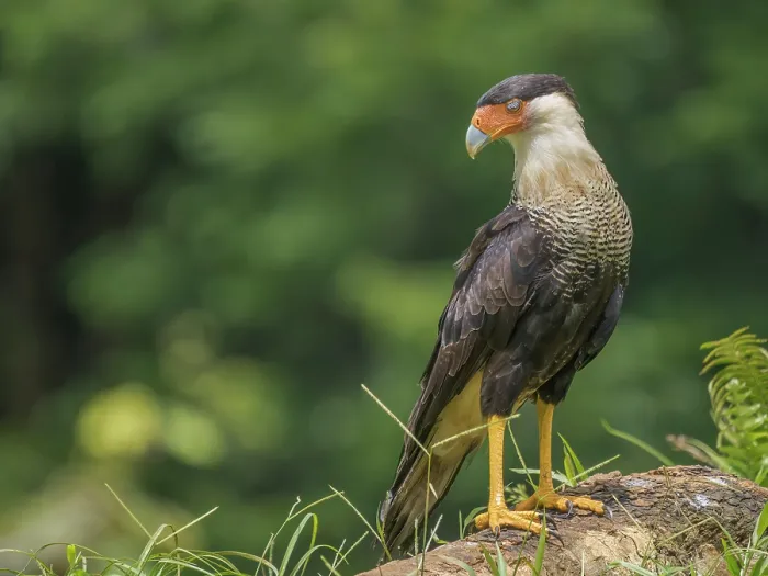 Framed Print : Crested Caracara (Caracara plancus), Boca Tapada, Alajuela Province, Costa Rica Framed Print : Crested Caracara (Caracara plancus), Boca Tapada, Alajuela Province, Costa Rica