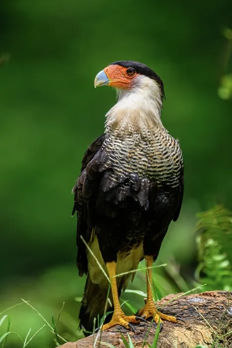 Framed Print : Crested Caracara (Caracara plancus) Framed Print : Crested Caracara (Caracara plancus)