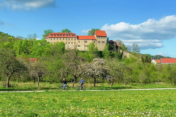 Creuzburg Castle in the Werra valley, in front of blooming orchard meadow, Creuzburg, Thuringia, Germany