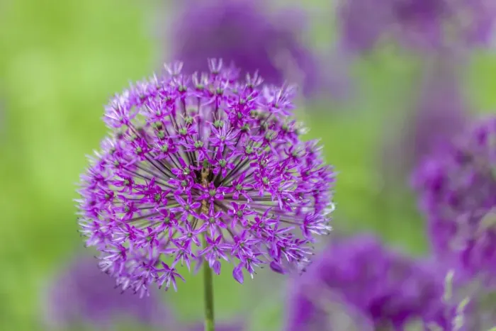 Framed Print : Crimson allium (Allium), Bavaria, Germany