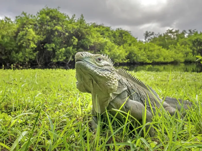 Framed Print : A critically endangered Blue Iguana (Cyclura lewisi), Grand Cayman, Cayman Islands, British West Indies Framed Print : A critically endangered Blue Iguana (Cyclura lewisi), Grand Cayman, Cayman Islands, British West Indies