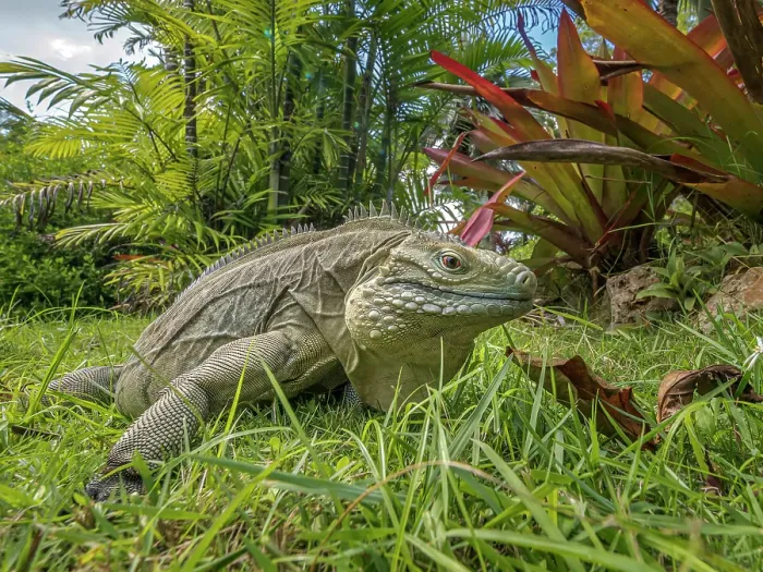 Framed Print : A critically endangered Blue Iguana (Cyclura lewisi), Grand Cayman, Cayman Islands, British West Indies Framed Print : A critically endangered Blue Iguana (Cyclura lewisi), Grand Cayman, Cayman Islands, British West Indies