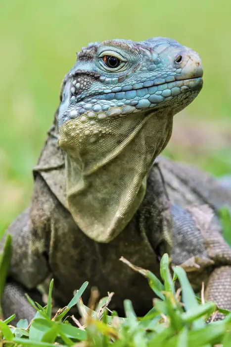 Framed Print : A critically endangered Blue Iguana (Cyclura lewisi) female on Grand Cayman, Cayman Islands, British West Indies Framed Print : A critically endangered Blue Iguana (Cyclura lewisi) female on Grand Cayman, Cayman Islands, British West Indies