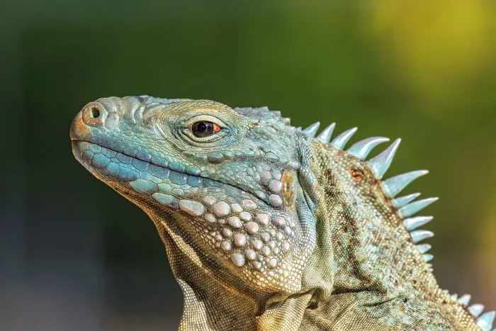 Framed Print : A critically endangered Blue Iguana (Cyclura lewisi) on Grand Cayman, Cayman Islands, British West Indies Framed Print : A critically endangered Blue Iguana (Cyclura lewisi) on Grand Cayman, Cayman Islands, British West Indies