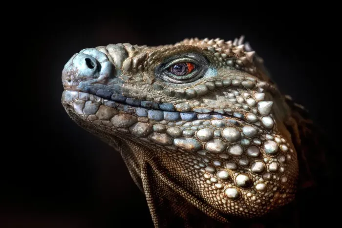 Framed Print : A critically endangered Blue Iguana (Cyclura lewisi) male on Grand Cayman, Cayman Islands, British West Indies Framed Print : A critically endangered Blue Iguana (Cyclura lewisi) male on Grand Cayman, Cayman Islands, British West Indies