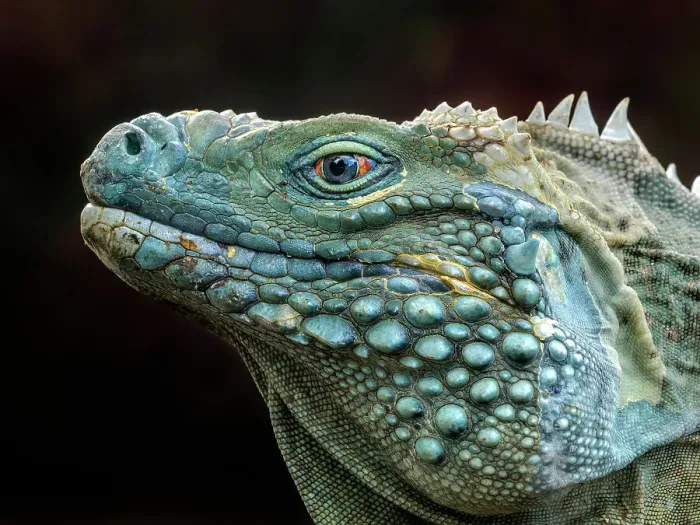 Framed Print : A critically endangered Blue Iguana (Cyclura lewisi) male on Grand Cayman, Cayman Islands, British West Indies Framed Print : A critically endangered Blue Iguana (Cyclura lewisi) male on Grand Cayman, Cayman Islands, British West Indies
