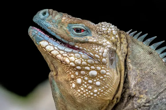 Framed Print : A critically endangered Blue Iguana (Cyclura lewisi) male on Grand Cayman, Cayman Islands, British West Indies Framed Print : A critically endangered Blue Iguana (Cyclura lewisi) male on Grand Cayman, Cayman Islands, British West Indies