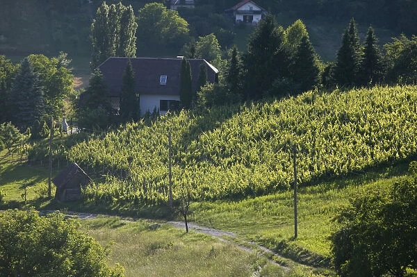 Croatia, Samoborsko Gorje Region, Plesivica, Hillside vineyards