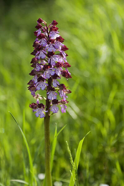 Crocedomini pass, Adamello natural park, Lombardy, Italy. Flowering of orchis purpurea