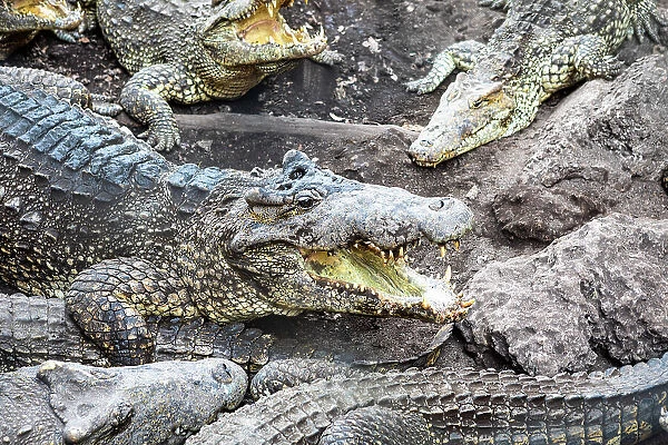 Crocodiles in Playa Larga, Bay of Pigs, Mantanzas Province, Cuba