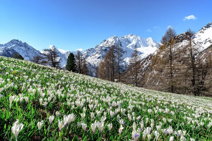Framed Print : Crocus in bloom, Alpe Dell'Oro, Valmalenco, Sondrio province, Valtellina, Lombardy, Italy Framed Print : Crocus in bloom, Alpe Dell'Oro, Valmalenco, Sondrio province, Valtellina, Lombardy, Italy