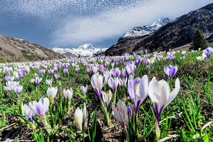 Framed Print : Crocus in bloom, Madesimo, Valle Spluga, Valchiavenna, Sondrio province, Lombardy, Italy Framed Print : Crocus in bloom, Madesimo, Valle Spluga, Valchiavenna, Sondrio province, Lombardy, Italy