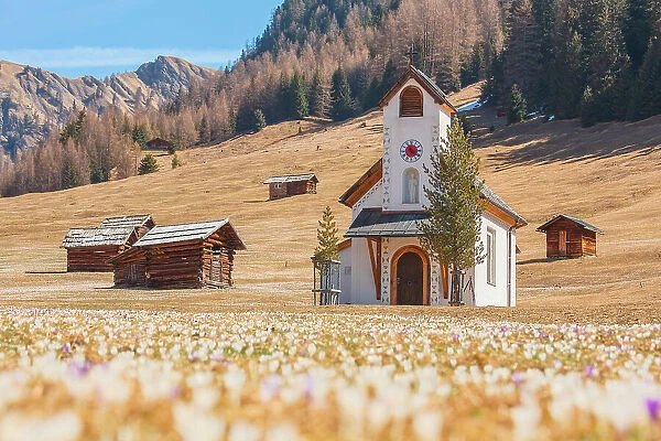 Crocus blooming by the little chapel of Maria Schnee, Pfundser Tschey, Pfunds, Landeck, Tiroler Oberland, Tyrol, Austria, Europe