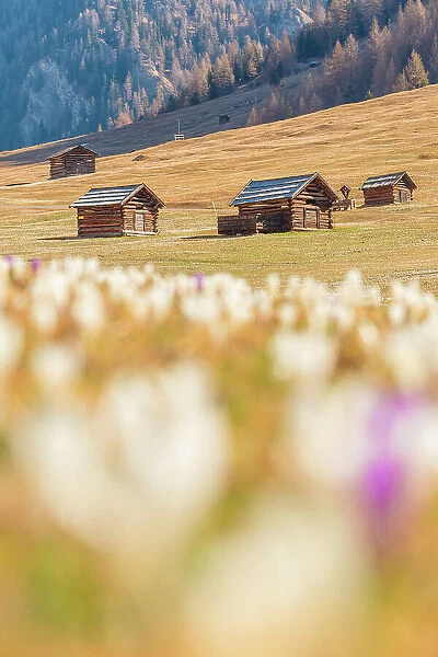 Crocus blooming in the valley of Pfundser Tschey, Pfunds, Landeck, Tiroler Oberland, Tyrol, Austria, Europe