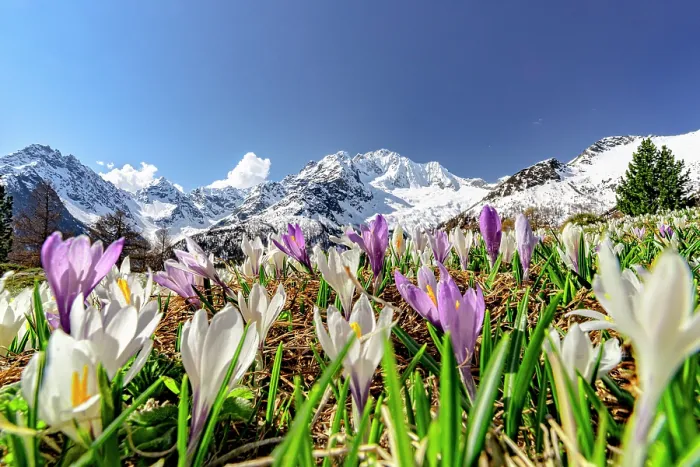 Framed Print : Crocus blossoms, Valmalenco, Sondrio province, Valtellina, Lombardy, Italy Framed Print : Crocus blossoms, Valmalenco, Sondrio province, Valtellina, Lombardy, Italy
