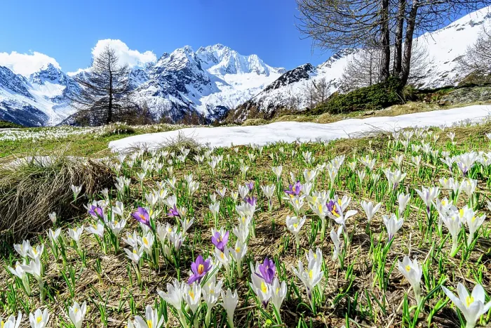 Framed Print : Crocus blossoms, Valmalenco, Sondrio province, Valtellina, Lombardy, Italy Framed Print : Crocus blossoms, Valmalenco, Sondrio province, Valtellina, Lombardy, Italy