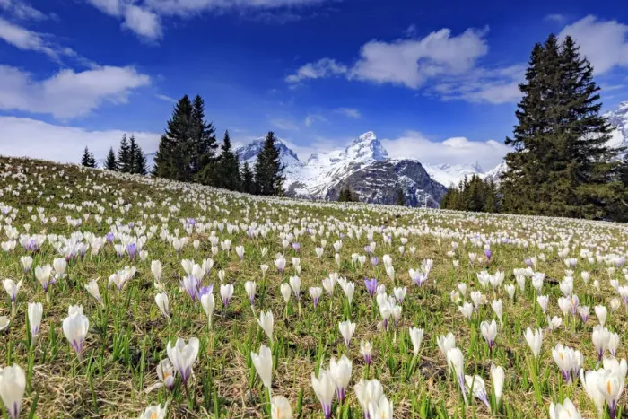 Framed Print : Crocus (Crocus vernus) bloom at Alp Flix, with Piz Platta in the background, Sur, Grisons Framed Print : Crocus (Crocus vernus) bloom at Alp Flix, with Piz Platta in the background, Sur, Grisons