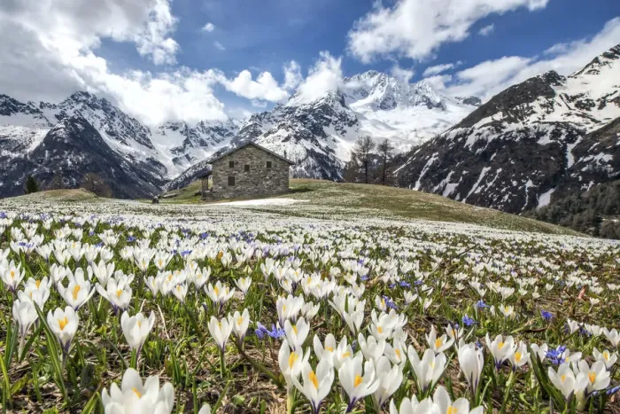 Framed Print : Crocus Nivea flowering. On the background the Mount Disgrazia still covered with snow Framed Print : Crocus Nivea flowering. On the background the Mount Disgrazia still covered with snow