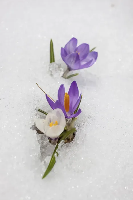 Framed Print : Crocuses in the snow in Knuttental, Rein in Taufers, Reintal, Valle Aurina, South Tyrol Framed Print : Crocuses in the snow in Knuttental, Rein in Taufers, Reintal, Valle Aurina, South Tyrol