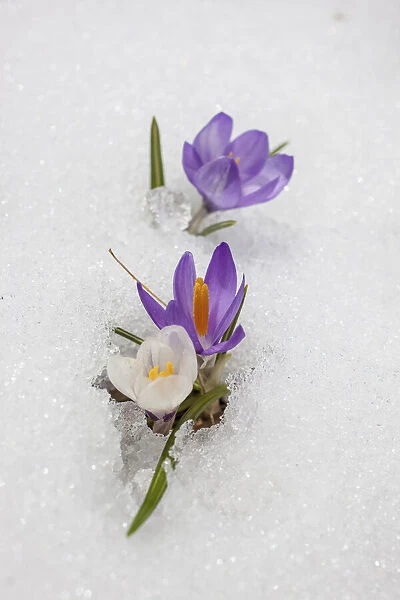 Crocuses in the snow in Knuttental, Rein in Taufers, Reintal, Valle Aurina, South Tyrol