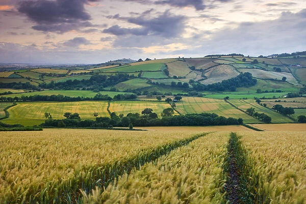 Crop field overlooking the River Exe Valley near Silverton, Devon, England. Summer