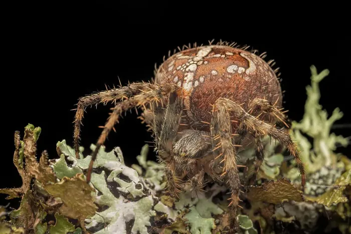 Framed Print : Cross Orb Weaver (Araneus diadematus), Thornton, Ontario, Canada Framed Print : Cross Orb Weaver (Araneus diadematus), Thornton, Ontario, Canada