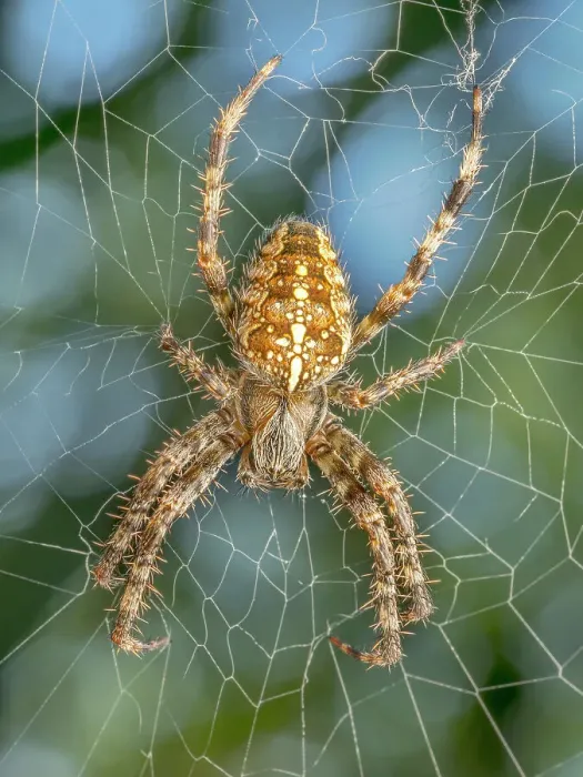 Framed Print : Cross Orb Weaver Spider (Araneus diadematus) Framed Print : Cross Orb Weaver Spider (Araneus diadematus)