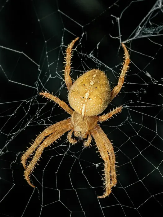 Framed Print : Cross Orb Weaver Spider (Araneus diadematus) Framed Print : Cross Orb Weaver Spider (Araneus diadematus)