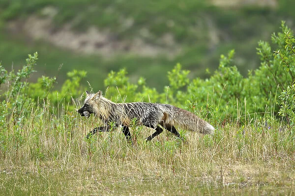 Cross phase of a red fox (Vulpes vulpes) with rodent on the Dempster Highway near KM 72 close to the Tombstone Campground On the Dempster Highway, Yukon, Canada