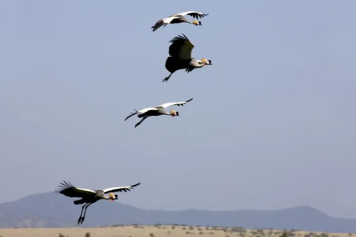 Framed Print : Crown cranes, Lewa Wildlife Conservancy, Kenya Framed Print : Crown cranes, Lewa Wildlife Conservancy, Kenya
