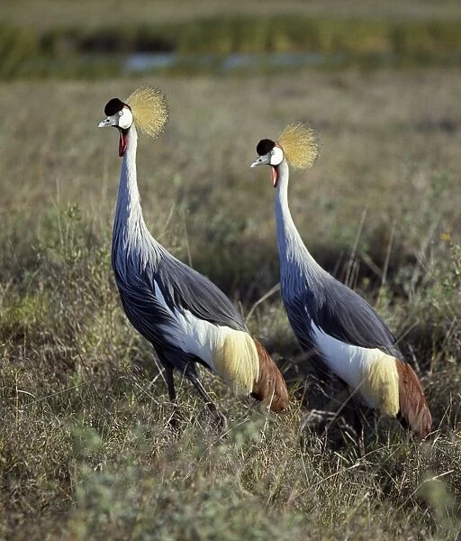 Two crowned cranes (Balearica regulorum) in Masai Mara
