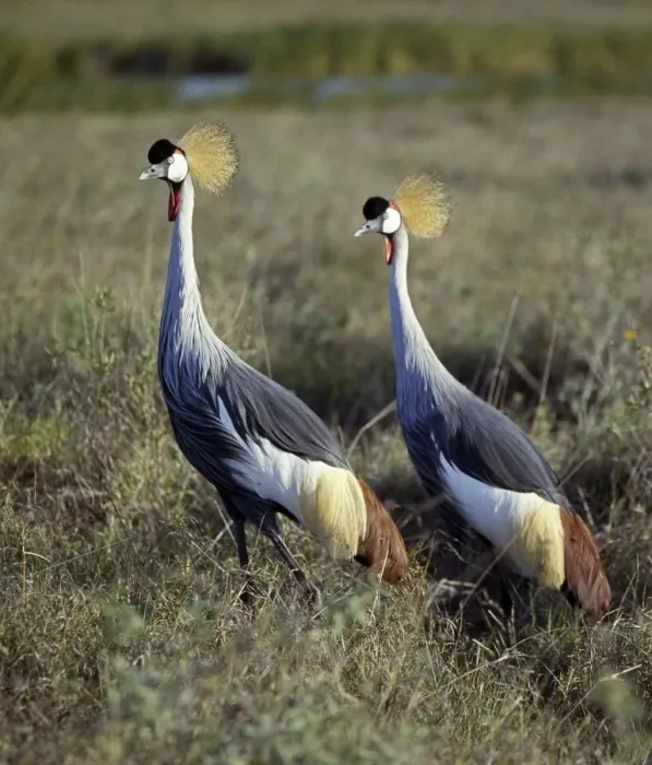 Framed Print : Two crowned cranes (Balearica regulorum) in Masai Mara Framed Print : Two crowned cranes (Balearica regulorum) in Masai Mara