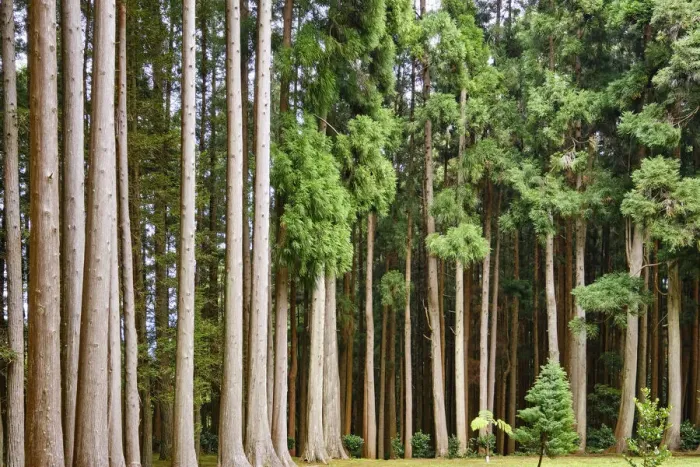 Framed Print : Cryptomeria japonica, Fontinhas Forest Park. Santa Maria. Azores islands, Portugal